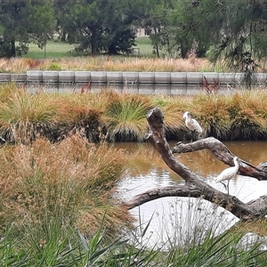 Platalea regia at Monash, ACT - 22 Dec 2024