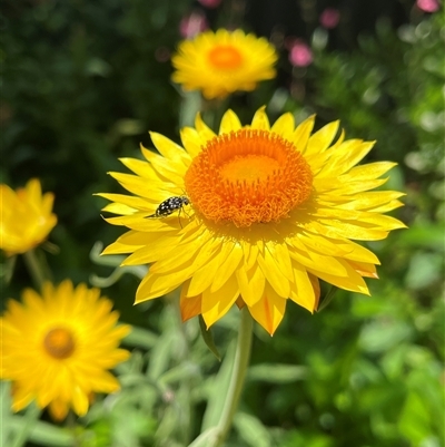 Unidentified Insect at Gordon, ACT - 22 Dec 2024 by GG