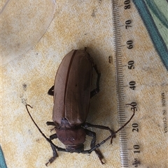 Unverified Insect at Oakdale, NSW - 17 Dec 2024 by Lyrebird