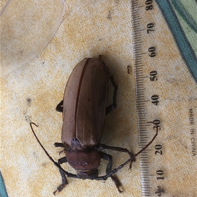 Unidentified Insect at Oakdale, NSW - 17 Dec 2024 by Lyrebird