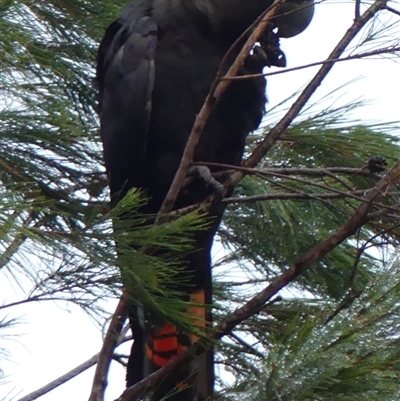 Calyptorhynchus lathami lathami (Glossy Black-Cockatoo) at Colo Vale, NSW - 12 Dec 2020 by GITM2