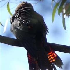 Calyptorhynchus lathami lathami at Colo Vale, NSW - suppressed