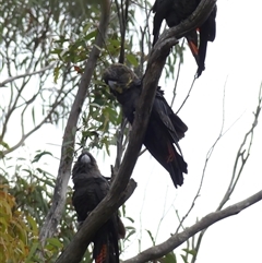 Calyptorhynchus lathami lathami at Colo Vale, NSW - suppressed