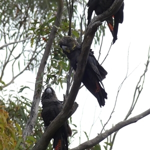 Calyptorhynchus lathami lathami at Colo Vale, NSW - suppressed