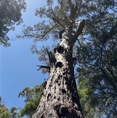 Unidentified Gum Tree at Lorne, NSW - 22 Dec 2024 by Butlinz