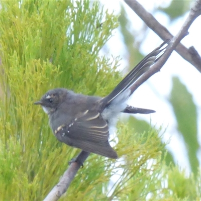 Rhipidura albiscapa (Grey Fantail) at West Hobart, TAS - 26 Jan 2024 by VanessaC