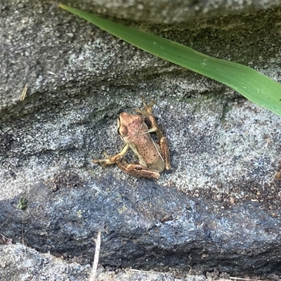 Unidentified Frog at Icy Creek, VIC - 22 Dec 2024 by Mulch