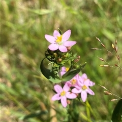 Centaurium erythraea (Common Centaury) at Noojee, VIC - 22 Dec 2024 by Mulch