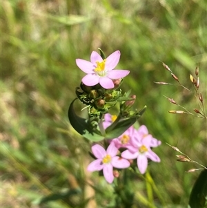 Centaurium erythraea at Noojee, VIC - 22 Dec 2024 12:39 PM