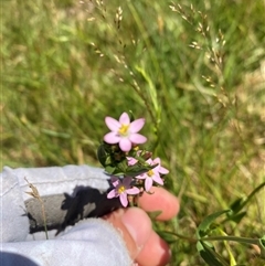 Centaurium erythraea at Noojee, VIC - 22 Dec 2024