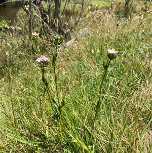 Centaurium erythraea at Noojee, VIC - 22 Dec 2024