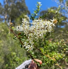 Bursaria spinosa (Native Blackthorn, Sweet Bursaria) at Noojee, VIC - 22 Dec 2024 by Mulch