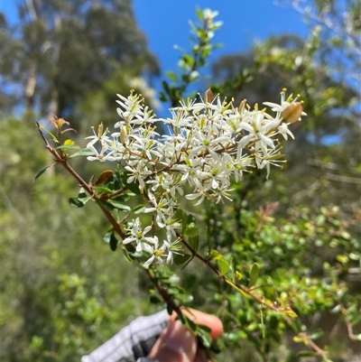 Bursaria spinosa (Native Blackthorn, Sweet Bursaria) at Noojee, VIC - 22 Dec 2024 by Mulch