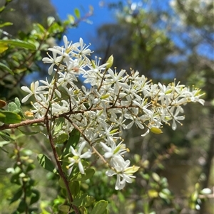 Bursaria spinosa at Noojee, VIC - 22 Dec 2024 12:40 PM