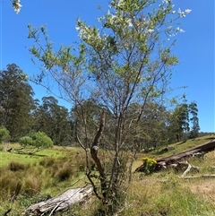 Bursaria spinosa at Noojee, VIC - 22 Dec 2024 12:40 PM