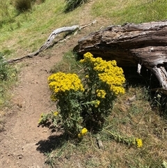 Senecio jacobaea (Ragwort) at Noojee, VIC - 22 Dec 2024 by Mulch