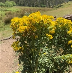 Senecio jacobaea at Noojee, VIC - 22 Dec 2024 12:40 PM