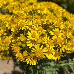 Senecio jacobaea at Noojee, VIC - 22 Dec 2024 12:40 PM