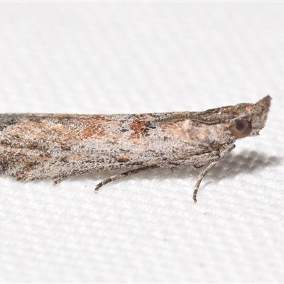 Crocydopora cinigerella (A Pyralid moth) at Jerrabomberra, NSW - 19 Dec 2024 by DianneClarke