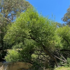 Salix nigra (Black Willow) at Noojee, VIC - 22 Dec 2024 by Mulch