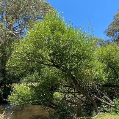 Unidentified Plant at Noojee, VIC - 22 Dec 2024 by Mulch