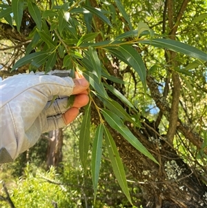 Salix nigra at Noojee, VIC - 22 Dec 2024 12:51 PM