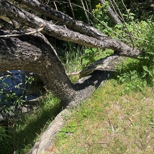 Salix nigra at Noojee, VIC - 22 Dec 2024 12:51 PM