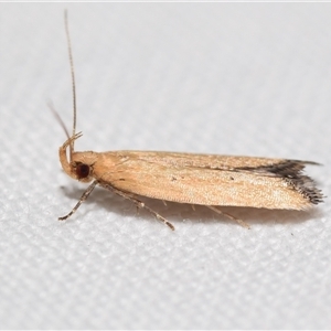 Ardozyga scytina at Jerrabomberra, NSW - 19 Dec 2024