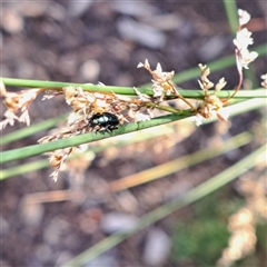 Alticini (tribe) at Watson, ACT - 22 Dec 2024 07:40 AM