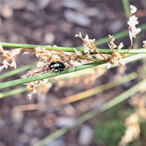 Alticini (tribe) at Watson, ACT - 22 Dec 2024