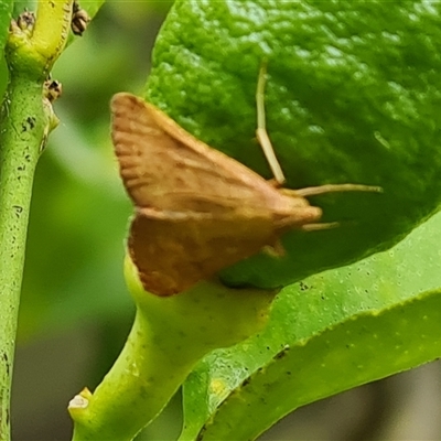 Endotricha (genus) (A Pyralid moth) at Narrabundah, ACT - 22 Dec 2024 by Mike