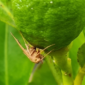 Endotricha (genus) at Narrabundah, ACT - suppressed