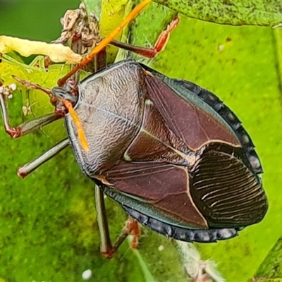 Musgraveia sulciventris (Bronze Orange Bug) at Narrabundah, ACT - 21 Dec 2024 by Mike