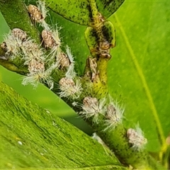 Scolypopa australis (Passionvine hopper, Fluffy bum) at Narrabundah, ACT - 21 Dec 2024 by Mike