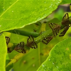 Scolypopa australis at Narrabundah, ACT - 22 Dec 2024