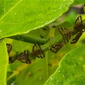 Scolypopa australis at Narrabundah, ACT - 22 Dec 2024