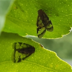 Scolypopa australis at Narrabundah, ACT - 22 Dec 2024