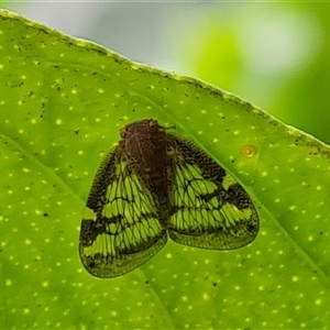 Scolypopa australis at Narrabundah, ACT - 22 Dec 2024