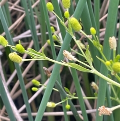 Ranunculus sceleratus subsp. sceleratus (Celery-leaved Buttercup, Celery Buttercup) at Boorowa, NSW - 9 Nov 2024 by JaneR