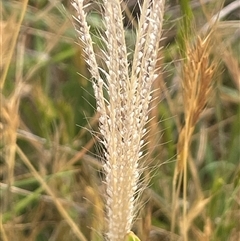 Chloris truncata (Windmill Grass) at Boorowa, NSW - 9 Nov 2024 by JaneR