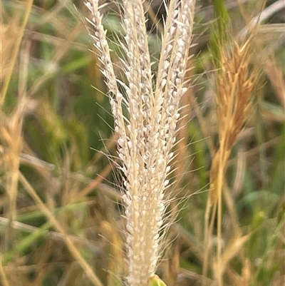 Chloris truncata (Windmill Grass) at Boorowa, NSW - 9 Nov 2024 by JaneR