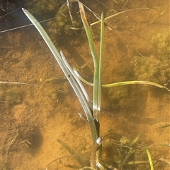 Cycnogeton sp. (Water Ribbons) at Blakney Creek, NSW - 4 Sep 2024 by JaneR