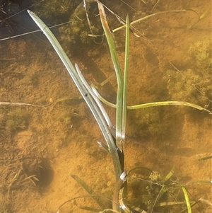 Cycnogeton sp. at Blakney Creek, NSW - 4 Sep 2024 01:25 PM