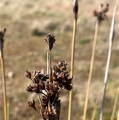 Juncus acutus (Sharp Rush) at Blakney Creek, NSW - 4 Sep 2024 by JaneR