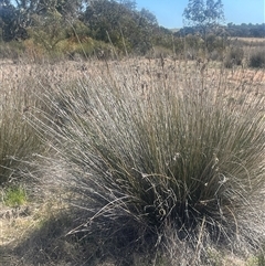 Juncus acutus at Blakney Creek, NSW - 4 Sep 2024 01:04 PM