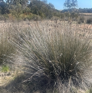 Juncus acutus at Blakney Creek, NSW - 4 Sep 2024 01:04 PM