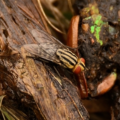Oxysarcodexia varia (Striped Dung Fly) at Weetangera, ACT - 22 Dec 2024 by Thurstan