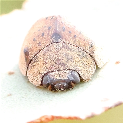 Unidentified Leaf beetle (Chrysomelidae) at Gundaroo, NSW - 20 Dec 2024 by ConBoekel