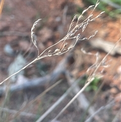 Juncus remotiflorus (Diffuse Rush) at Blakney Creek, NSW - 4 Sep 2024 by JaneR