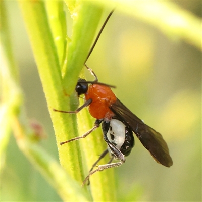 Unidentified Wasp (Hymenoptera, Apocrita) at Gundaroo, NSW - 20 Dec 2024 by ConBoekel